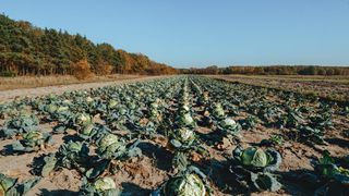 New York Named a Top Cabbage-Producing State: What It Means for Families Considering a Move (featured)