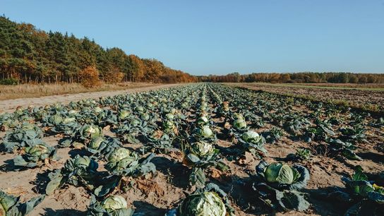 New York Named a Top Cabbage-Producing State: What It Means for Families Considering a Move (featured)