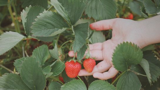 Strawberry Picking Season in New York State: Why Early Summer Is One of the Best Times to Experience the Empire State